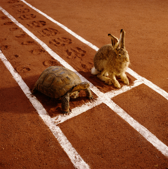 The hare or the tortoise? A unique approach to investing in the US hero image